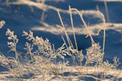 Raureif  - Zum Vergroessern klicken!